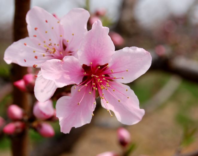 什么是烂桃花?什么是斩桃花？烂桃花和斩桃花有什么用？