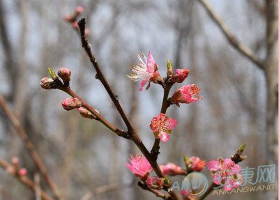 教你五种斩桃花的风水方法(图文),风水命理,灵异